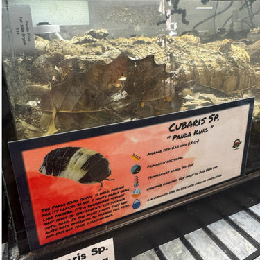 Cubaris Sp. Panda King Isopod Bin Label